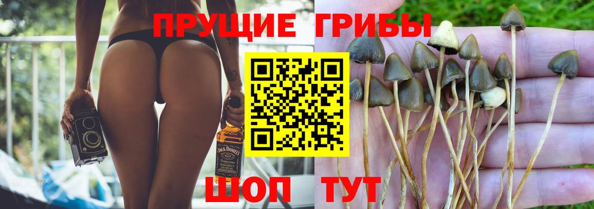 Псилоцибиновые грибы Psilocybine cubensis Канск